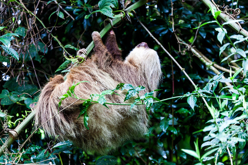 sloth, Costa Rica, Central America