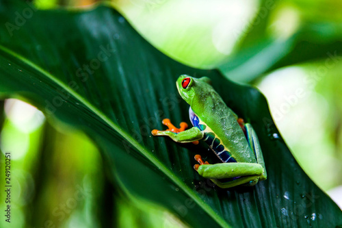 red eye tree frog, Tortuguero, Costa Rica, Central America