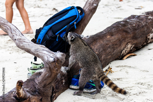 racoon, Manuel Antonio National Park, Costa Rica, Central America photo