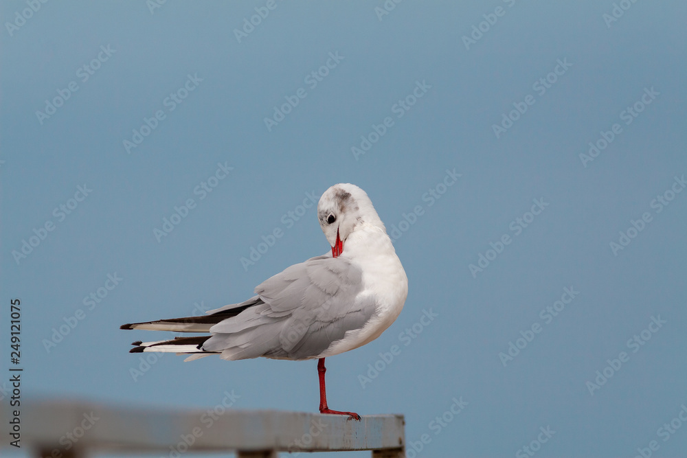 Gaviota limpiándose el plumaje sobre cielo azul Gaviota limpiándose el plumaje sobre cielo azul