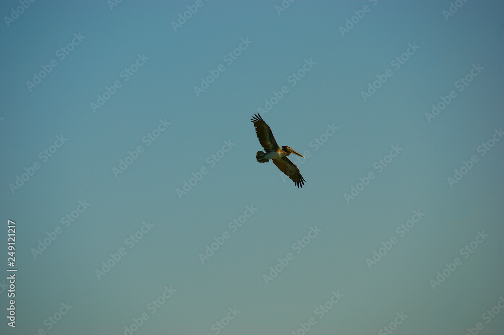 pelican Alcatraz. flying pelican in the blue sky pelican Alcatraz. flying pelican in the blue sky