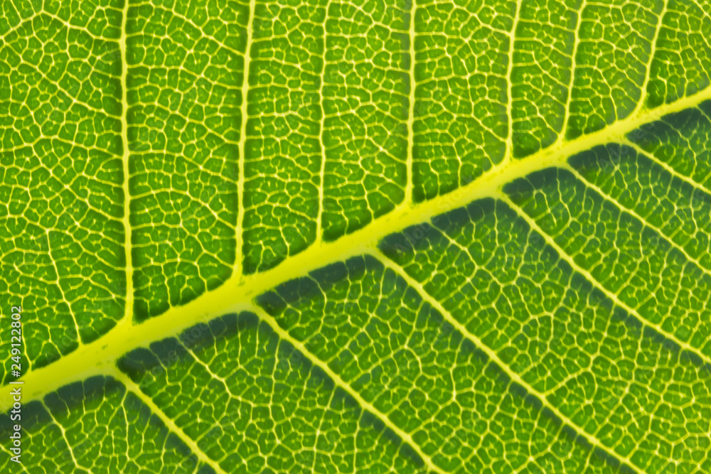 green tree leaf texture, the pattern of tree leaf, the leaf texture green tree leaf texture, the pattern of tree leaf, the leaf texture