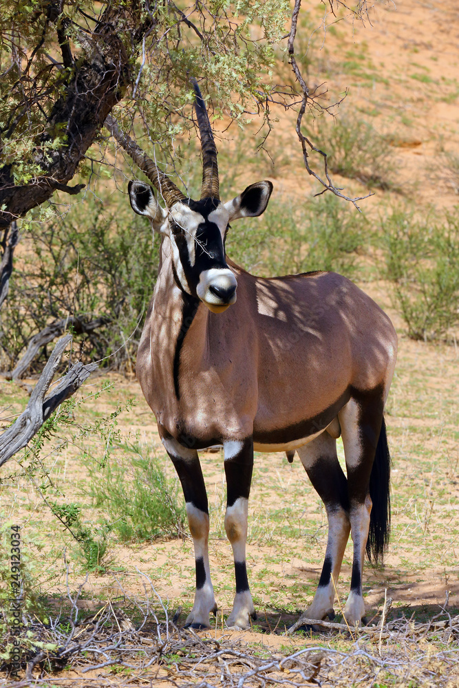 The gemsbok or gemsbuck (Oryx gazella) resting in the shade of bushes during the midday heat. The gemsbok or gemsbuck (Oryx gazella) resting in the shade of bushes during the midday heat.