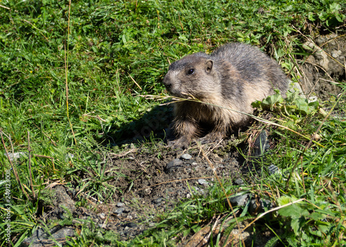 Groundhog on meadow