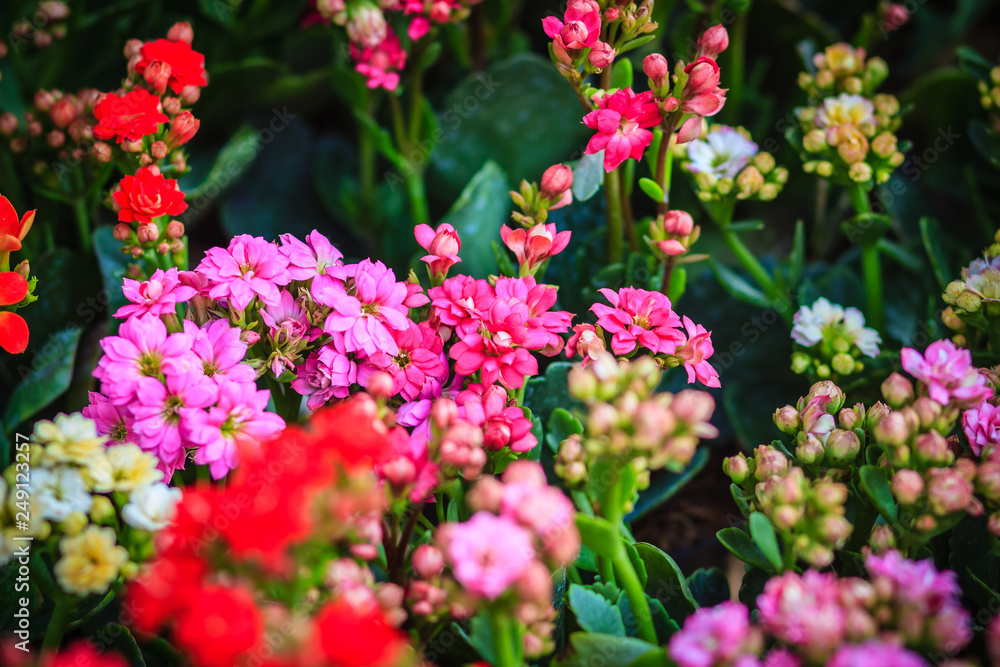 Beautiful Kalanchoe Calandiva Flowers for sale in the tree market. Beautiful Kalanchoe Calandiva Flowers for sale in the tree market.