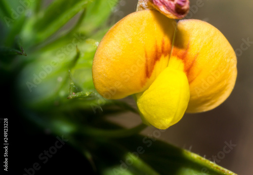 wild flower in macro view, close-up white and yellow flower in nature