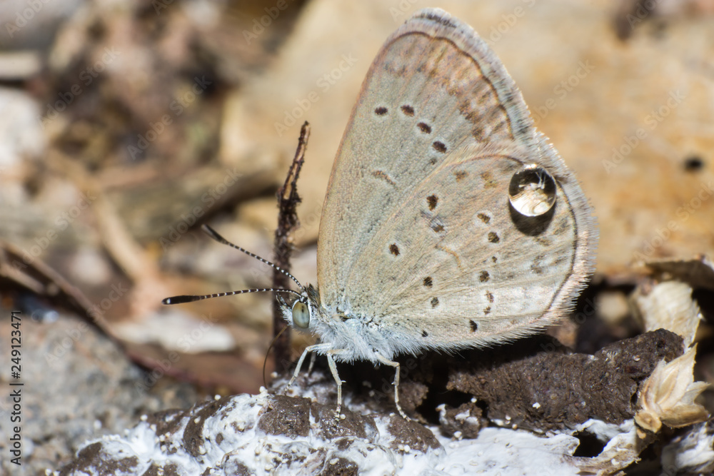 Obraz premium macro butterfly in nature, macro insect in nature, animal in wild