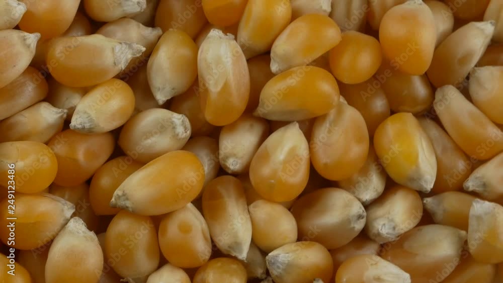 Yellow popcorn kernels. Close up. Yellow popcorn kernels. Close up.