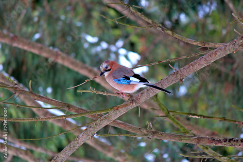 Jay in forest thickets
