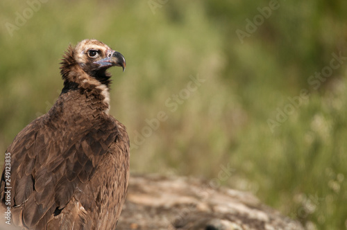 Cinereous  Eurasian Black  Vulture  Aegypius monachus   Head Portrait of Vulture