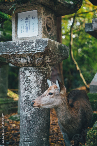 Cute encounter in Nara. (ID: 249123837)