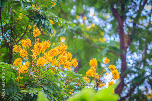 Fototapeta Naklejka Na Ścianę i Meble -  Beautiful yellow Peltophorum pterocarpum flowers on tree, commonly known as copperpod, flamboyant, flametree, yellow poinciana or yellow-flame.