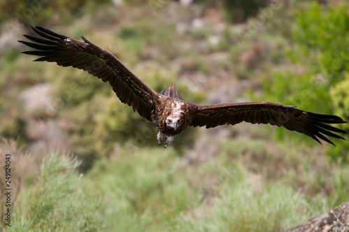 Cinereous Vulture, Aegypius monachus, in flight
