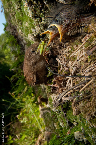 House Wren, Troglodytes troglodytes, at the entrance of their nest with their young