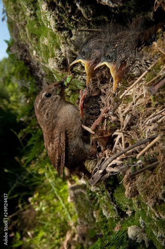 House Wren  Troglodytes troglodytes  at the entrance of their nest with their young