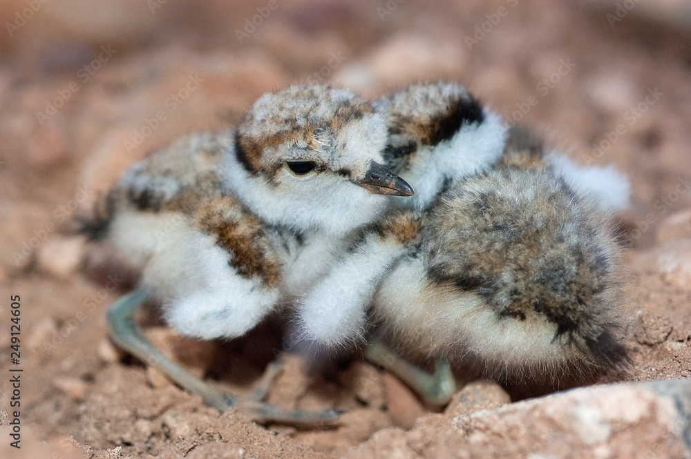 Little Ringed Plover (Charadrius dubius), young Little Ringed Plover (Charadrius dubius), young