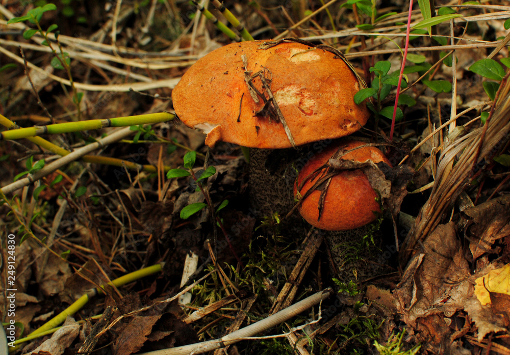 Mushrooms in the forest Mushrooms in the forest