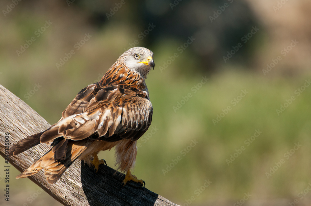 Red kite, Milvus milvus, perched on a branch Red kite, Milvus milvus, perched on a branch