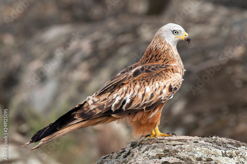 Red kite, Milvus milvus, standing on a rock