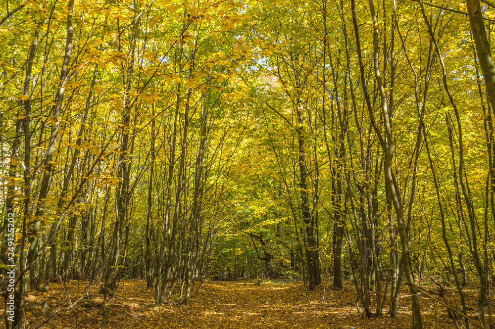 Obraz premium Młody las
