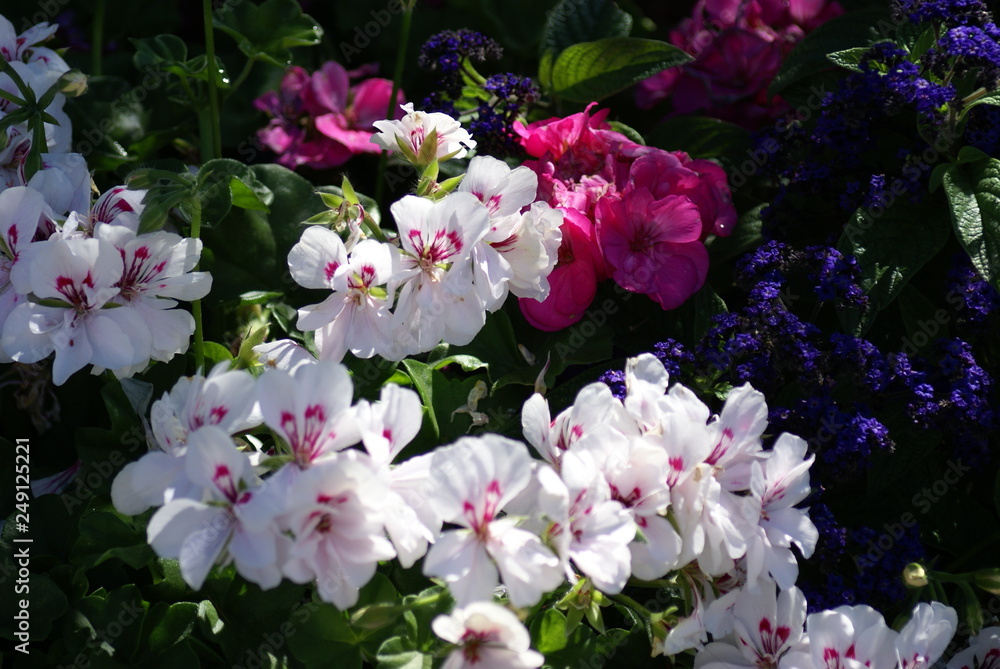 Naklejka premium Buntes Blumenbeet weiß pink 201525