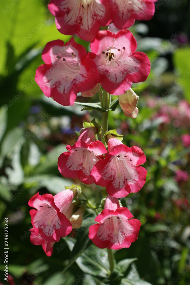 Fingerhut rosa rot 201516 Blüten
