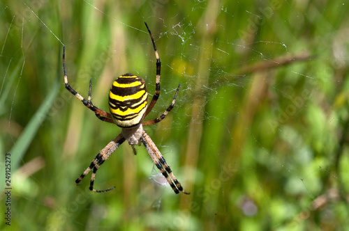 Tiger spider (Scytodes globula), hanging on its spider web photo