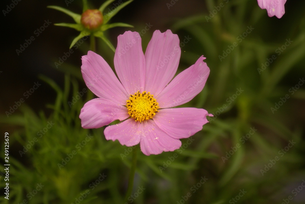 Schmuckkörbchen rosa mit Blütenstaub 201520 Cosmos bipinnatus Schmuckkörbchen rosa mit Blütenstaub 201520 Cosmos bipinnatus