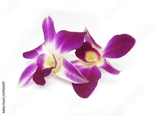 Close up beautiful purple orchid flower isolated on white background