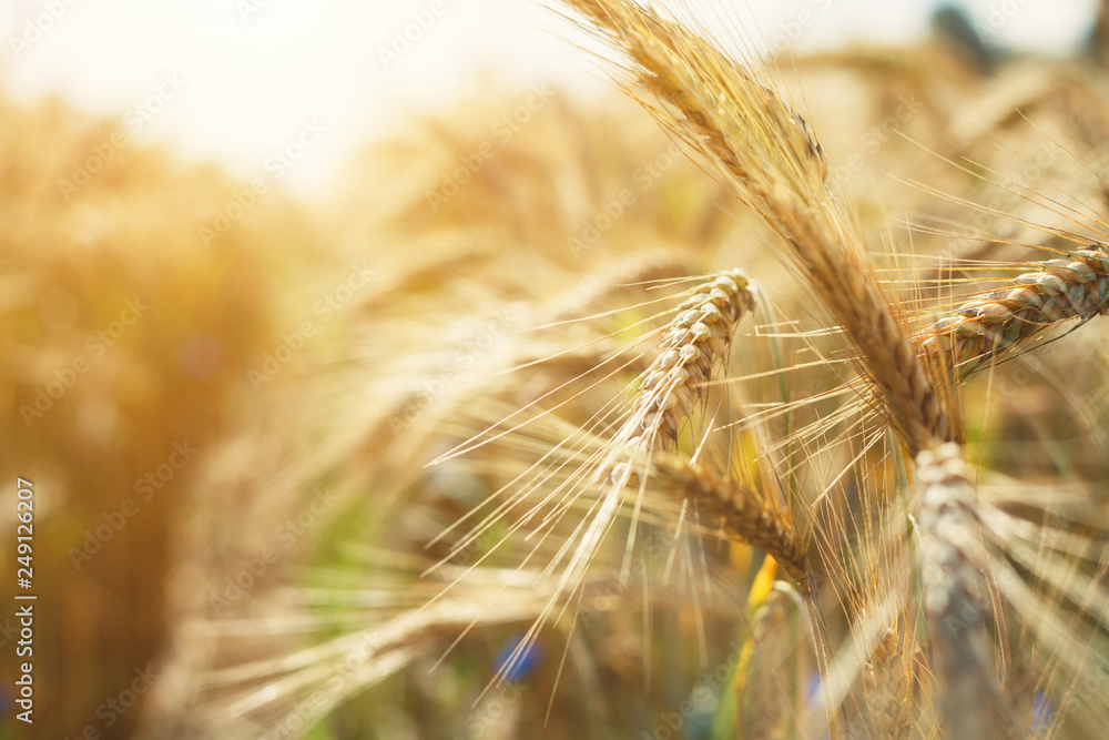 Spikes of ripe rye close-up on the background of a blurred field. Back Light flare Spikes of ripe rye close-up on the background of a blurred field. Back Light flare