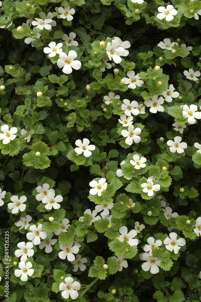 Potée de bacopa Potée de bacopa
