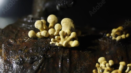 The bioluminescent fungus, Panellus Stipticus seen in daylight.  Insect larvae crawl over the rotting log. photo