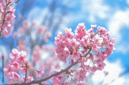 Japan's amazing landscape for wallpaper. Pastel pink / white cherry blossoms (sakura) blooming in spring in bright sunny day with blue sky