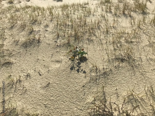 Sand of the dunes by the Baltic sea.