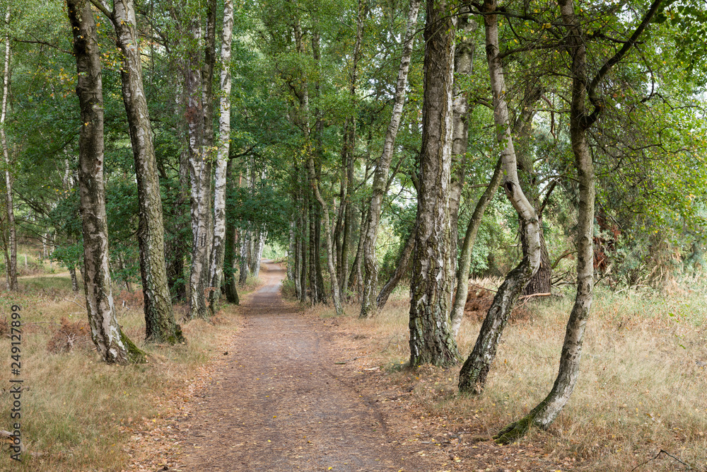 Fototapeta premium Birkenallee, Westruper Heide, Naturpark Hohe Mark, Münsterland, Nordrhein-Westfalen, Deutschland, Europa
