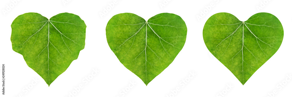 heart shape leaf, set of ivy leaves isolated on white background (eco-friendly concept) - obrazy, fototapety, plakaty 