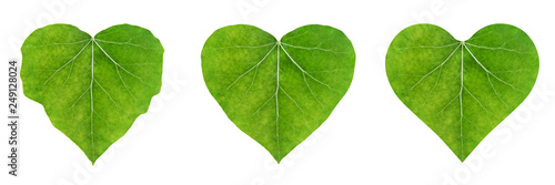 heart shape leaf, set of ivy leaves isolated on white background (eco-friendly concept)