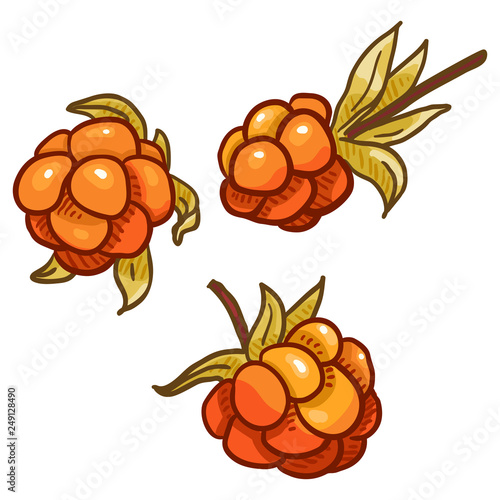 Vector Set of Cartoon Cloudberry Illustration