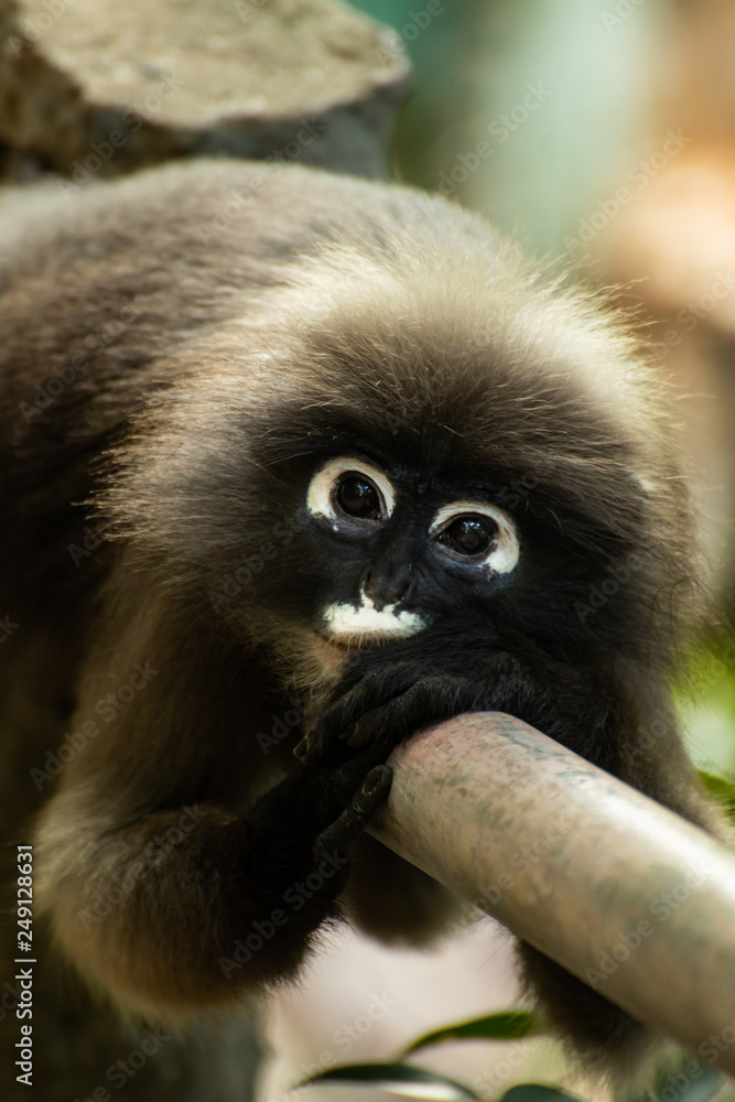 Fototapeta premium Asian Dusky Langur, Khao Sam Roi Yot, Thailand