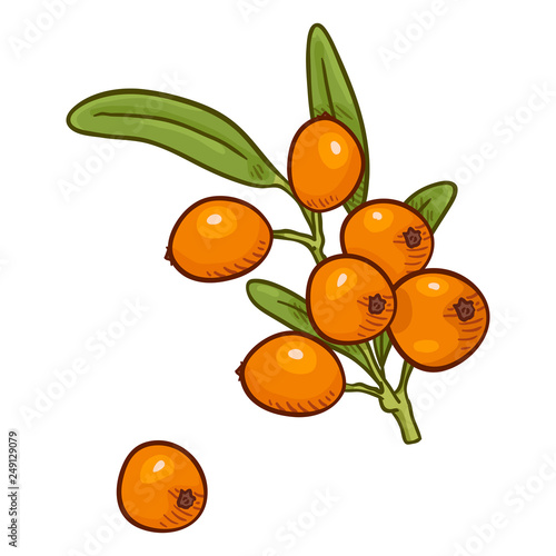 Vector Cartoon Sea Buckthorn Beriies on Branch