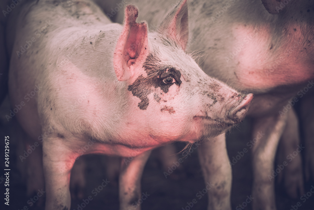 Young pink pigs in the farm. Animal protection concept Young pink pigs in the farm. Animal protection concept