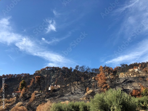 Forest in Greek mountains after forest fire