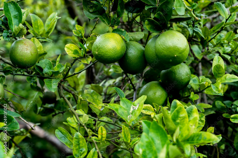 Lime tree loaded with fruits