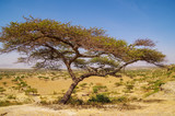Canopy of shady tree. African savanna and alkaline lake Abijatta in background. Nature and travel. Ethiopia, Rift Valley, Oromia Region, Abijatta-Shalla National Park