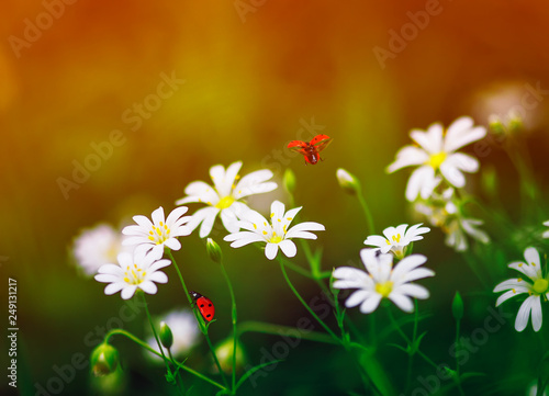 beautiful natural background with little red ladybugs flying and crawling on the delicate flowers in spring and bright Sunny day