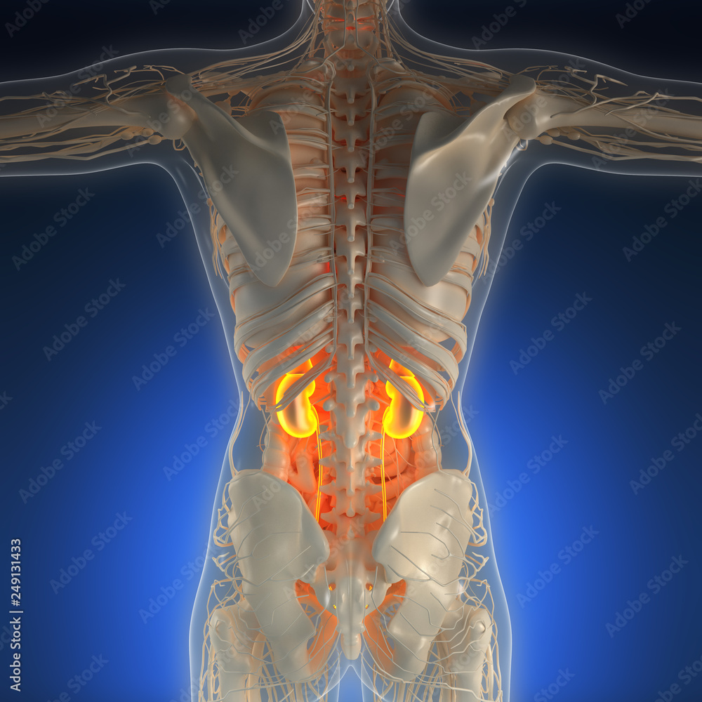 science anatomy of human body in x-ray with glow kidneys Stock ...