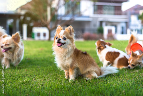 Many Chihuahua dogs Sit on the grass