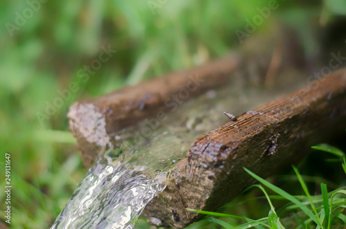 Water source among juicy greens © imartsenyuk