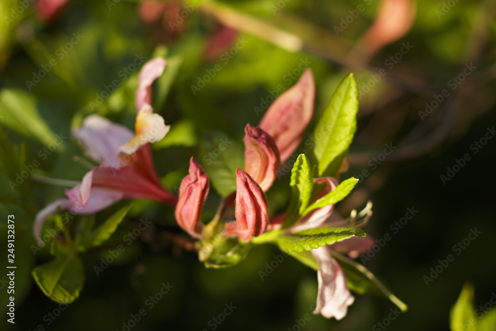 Obraz premium Time of azaleas bloom in the botanical garden.