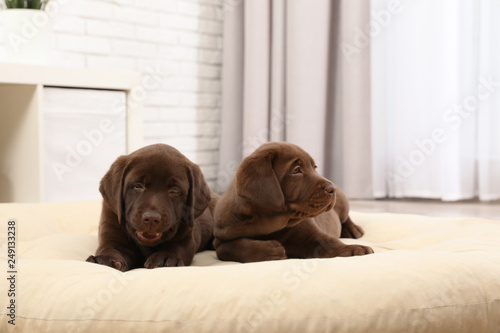 Chocolate Labrador Retriever puppies on pet pillow at home © New Africa